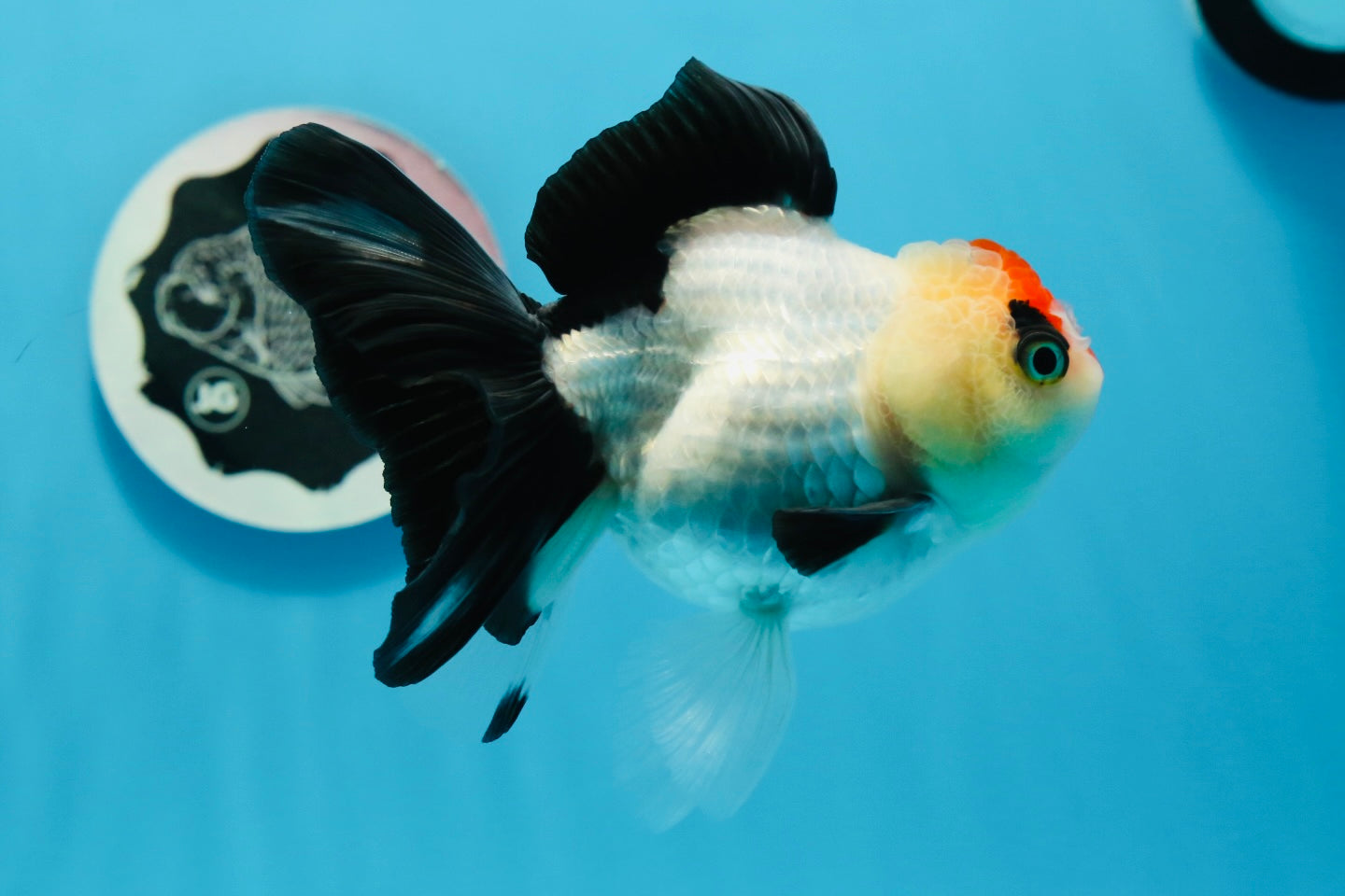 A Grade Tricolor Angry Bird Oranda Female 4.5-5 inches #0726OR_17