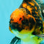 CHUNKY AAA Grade Broadtail Tiger Oranda Male 7-7.5 inches #071026OR_02