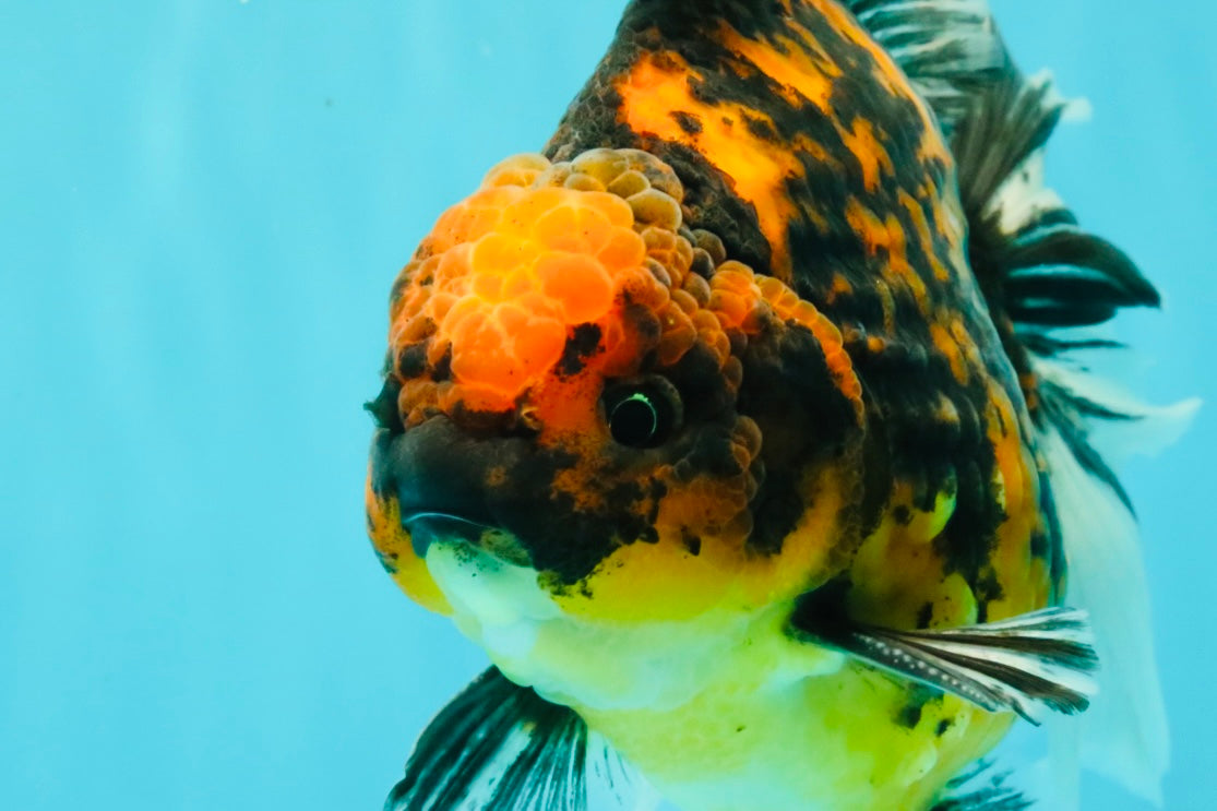CHUNKY AAA Grade Broadtail Tiger Oranda Male 7-7.5 inches #071026OR_02