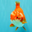 CHUBBY AAA Grade Red White Yuanbao Male 5-5.5 inches #051526YB_12