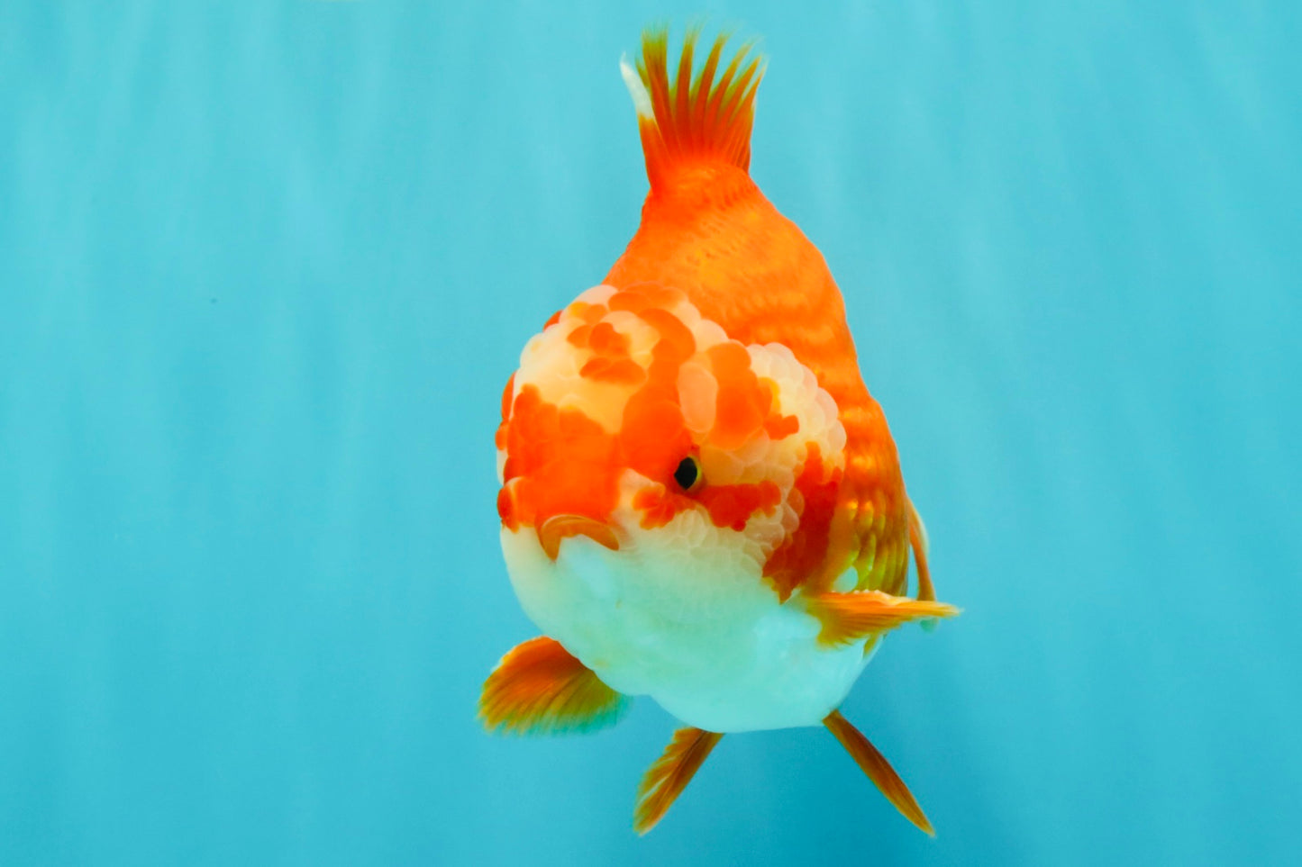 CHUBBY AAA Grade Red White Yuanbao Male 5-5.5 inches #051526YB_12