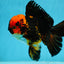 A Grade Stunning Lava Oranda Female 5 inches #010325OR_02