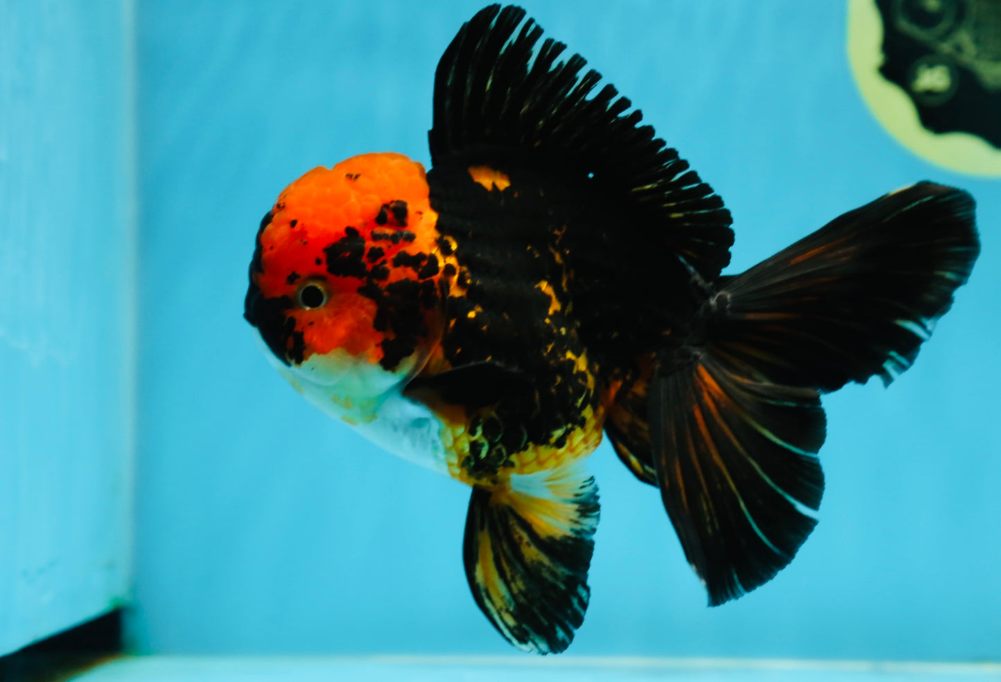 A Grade Stunning Lava Oranda Female 5 inches #010325OR_02