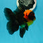 BIG HEAD AAA Grade Red Head Oranda Male 4.5-5 inches #1004OR_36