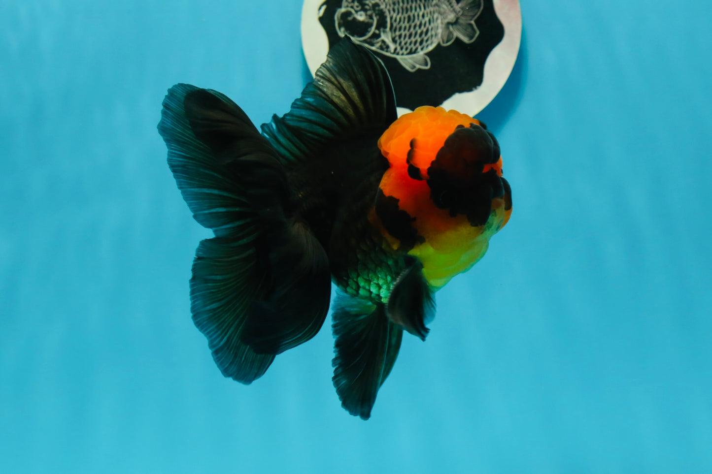 BIG HEAD AAA Grade Red Head Oranda Male 4.5-5 inches #1004OR_36