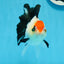 A Grade Tricolor Angry Bird Oranda Female 4.5-5 inches #0726OR_17