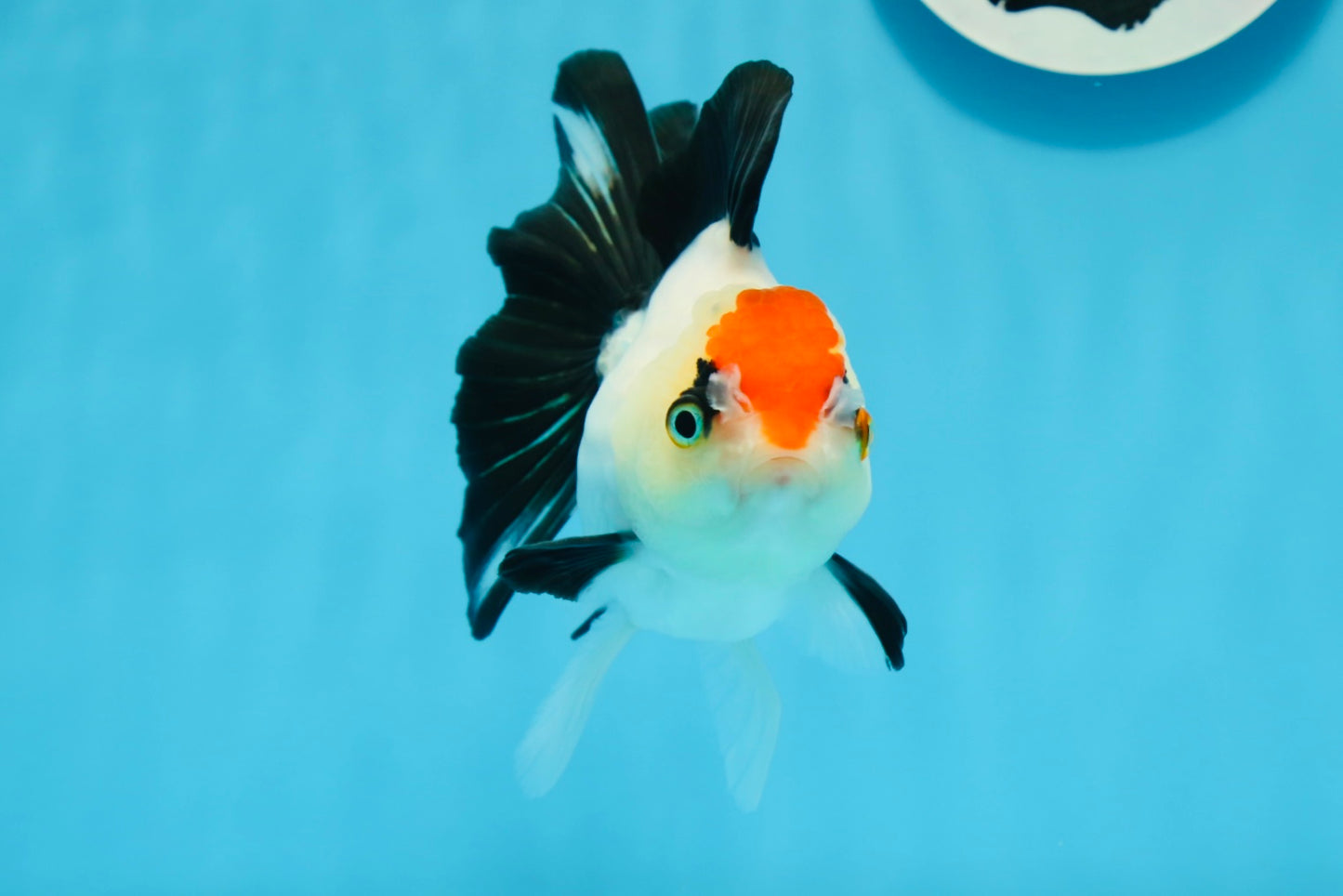 A Grade Tricolor Angry Bird Oranda Female 4.5-5 inches #0726OR_17