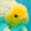 A Grade White Oranda Male 6-6.5 inches #100926OR_20