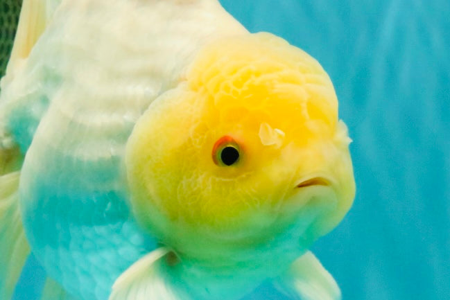 A Grade White Oranda Male 6-6.5 inches #100926OR_20