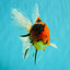 UNIQUE A Grade Tiger Oranda Male 6.5 inches #070626OR_19