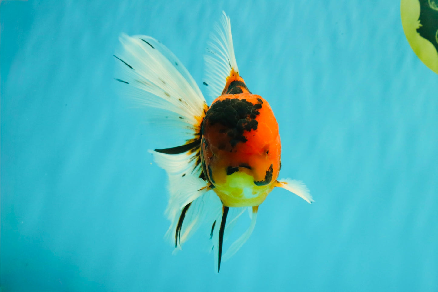 UNIQUE A Grade Tiger Oranda Male 6.5 inches #070626OR_19