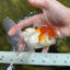 Tricolor Oranda Male 4.5 inches #0126OR_02