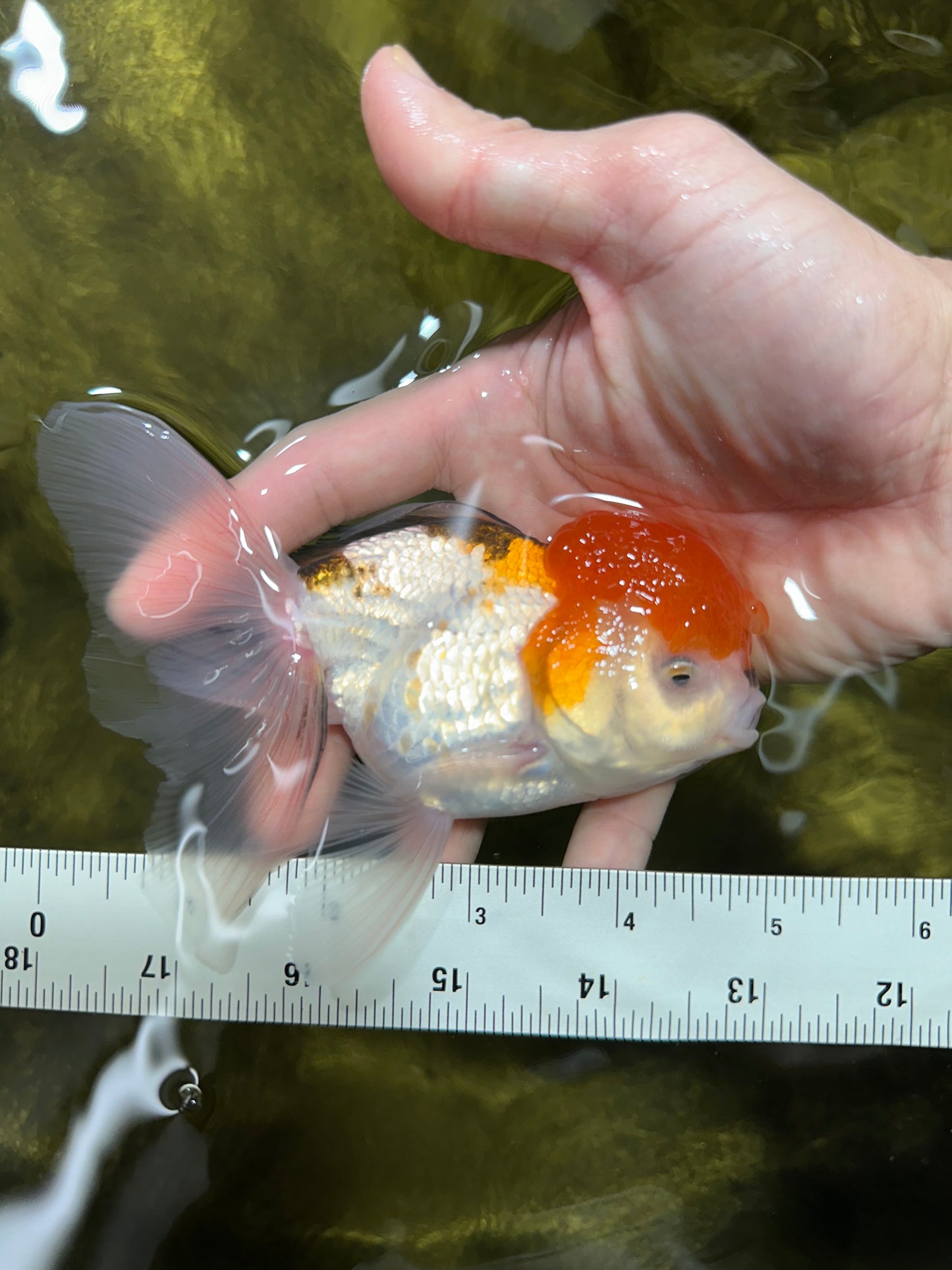 Tricolor Oranda Macho 4.5 pulgadas #0126OR_02