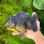 AAA Grade Dark Tiger Yuanbao Male 6-6.5 inches #041026YB_29