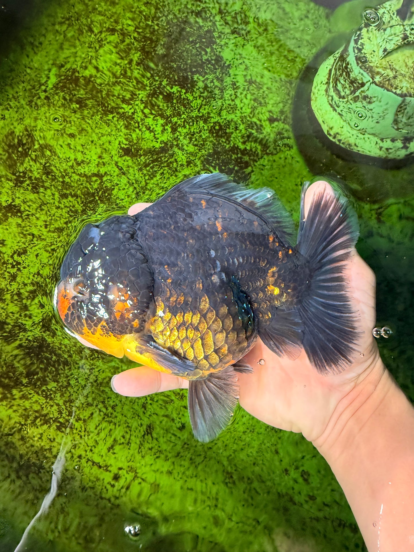 AAA Grade Dark Tiger Yuanbao Male 6-6.5 inches #041026YB_29