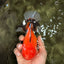 A Grade Apache Oranda Male 6 inches #080726OR_05