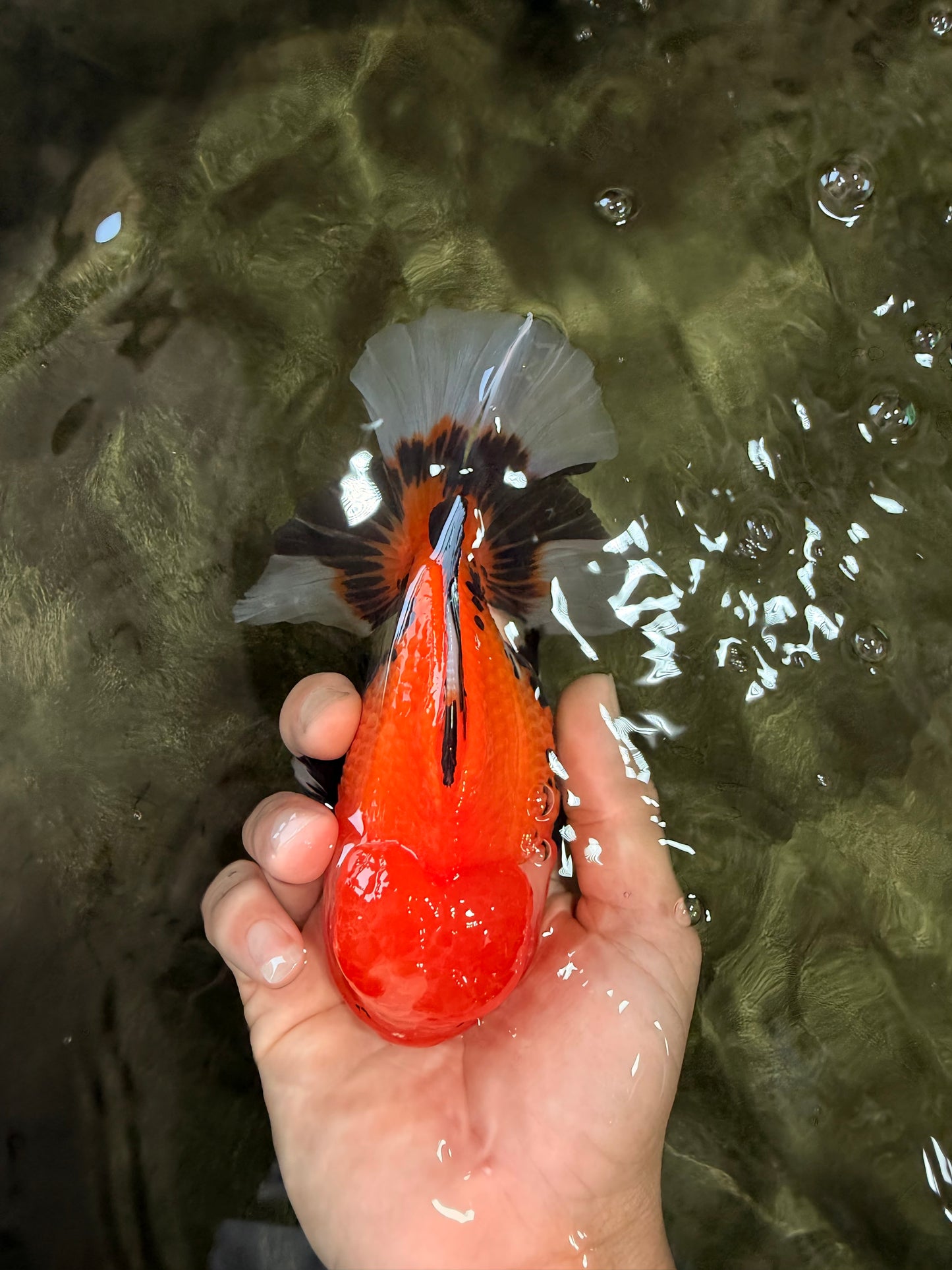 A Grade Apache Oranda Male 6 inches #080726OR_05