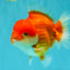 CHUBBY AAA Grade Red White Yuanbao Male 5.5 inches #090426YB_08