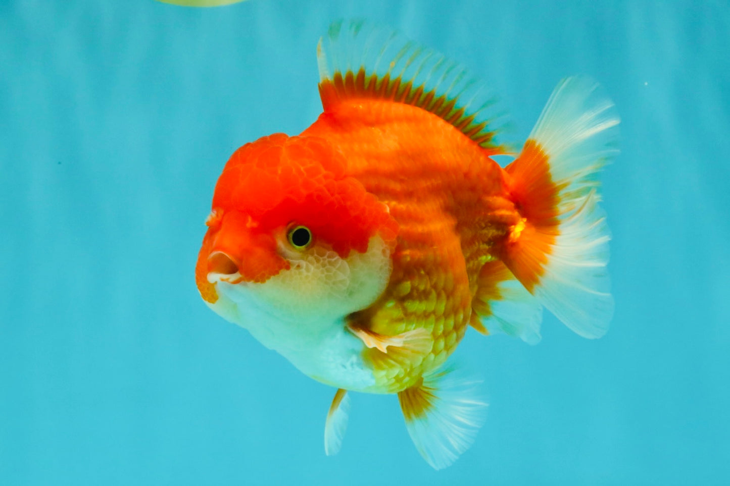 CHUBBY AAA Grade Red White Yuanbao Male 5.5 inches #090426YB_08