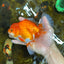 A Grade CHONKY Red White Oranda Female 6 inches #091925OR_09
