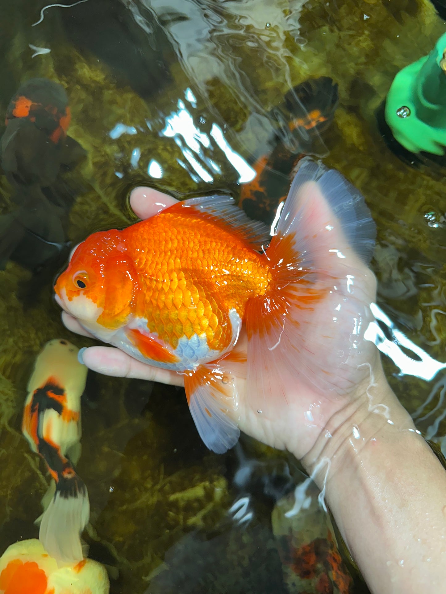 A Grade CHONKY Red White Oranda Female 6 inches #091925OR_09
