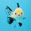 A Grade Tricolor Button Eyes Oranda Male 4.5 inches #0830OR_23