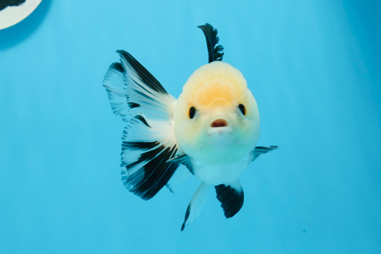 A Grade Tricolor Button Eyes Oranda Male 4.5 inches #0830OR_23