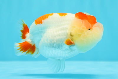 AAA Grade Kohaku LionQueen 4.5 inches #030626LC_01