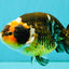 UNIQUE Tricolor Chinese Ranchu Male 6.5  inches #050826RC_12