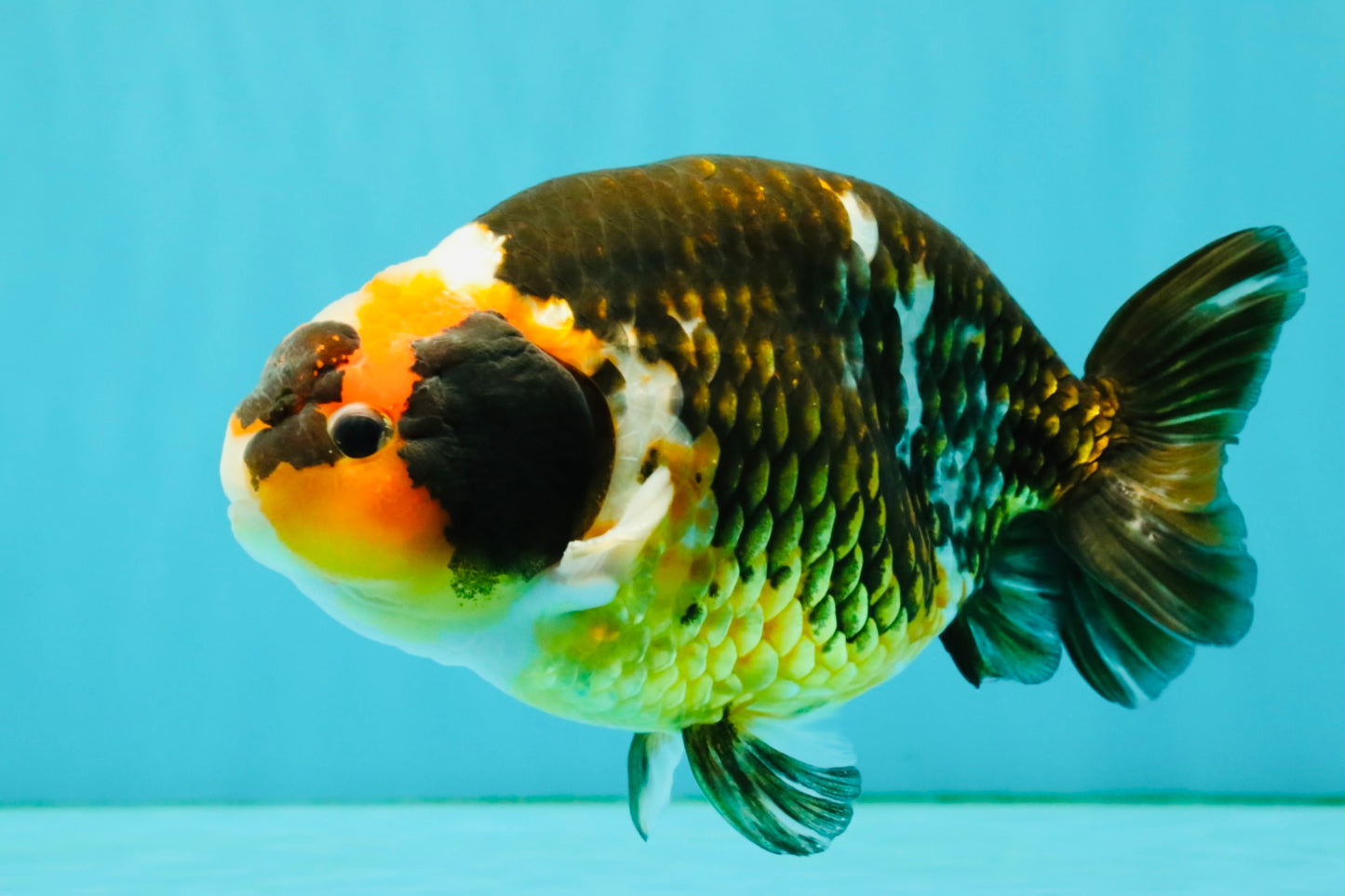 UNIQUE Tricolor Chinese Ranchu Male 6.5  inches #050826RC_12