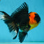 A Grade Tricolor Oranda Male 5-5.5 inches #062725OR_17
