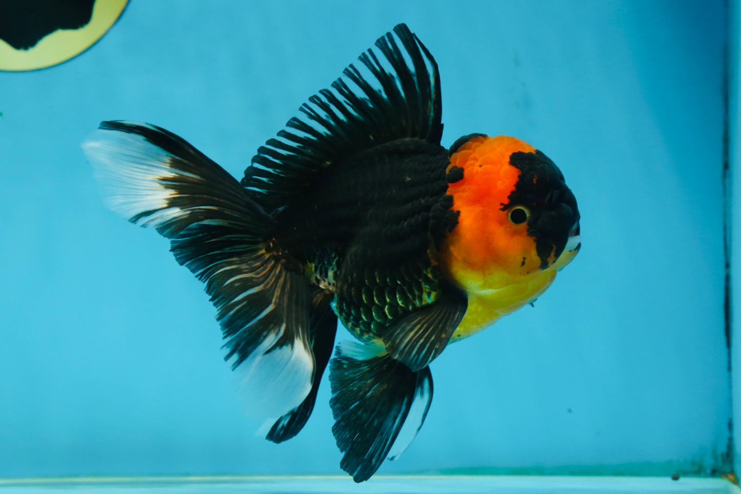 A Grade Tricolor Oranda Male 5-5.5 inches #062725OR_17