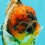 AAA Grade Calico Tiger Yuanbao Male 4.5 inches #100226YB_07