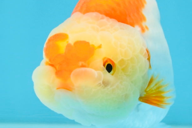 AAA Grade Young Red White Kohaku LionQueen 4 inches #101025LC_07