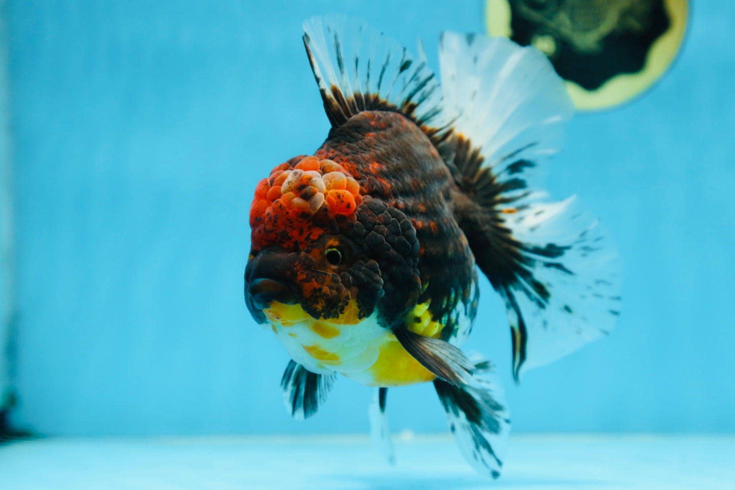 A Grade CHONKY Calico Kirin Oranda Female 6 inches #091225OR_12