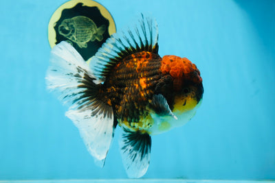 CHONKY AAA Grade Tiger Oranda Male 6 inches #102425OR_19