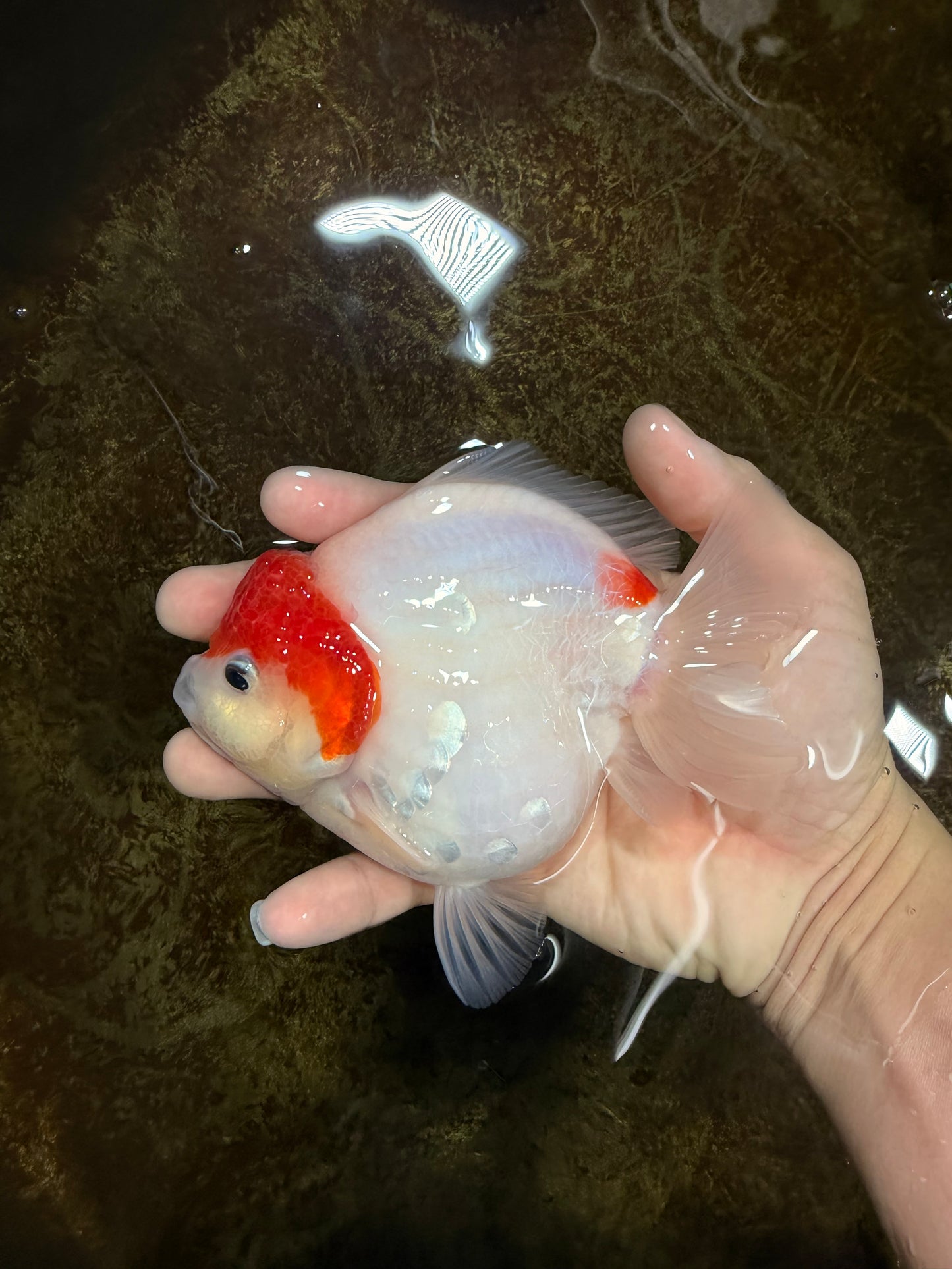 MARIO AAA Grade Red White Yuanbao Female 5 inches #121225YB_02