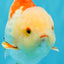 CHUBBY A Grade Red White Yuanbao Male 6 inches #041026YB_26