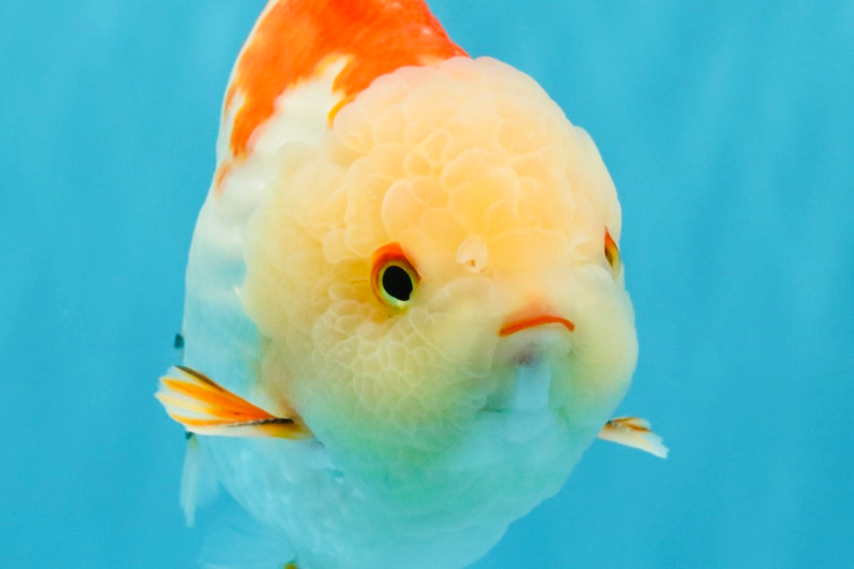 CHUBBY A Grade Red White Yuanbao Male 6 inches #041026YB_26