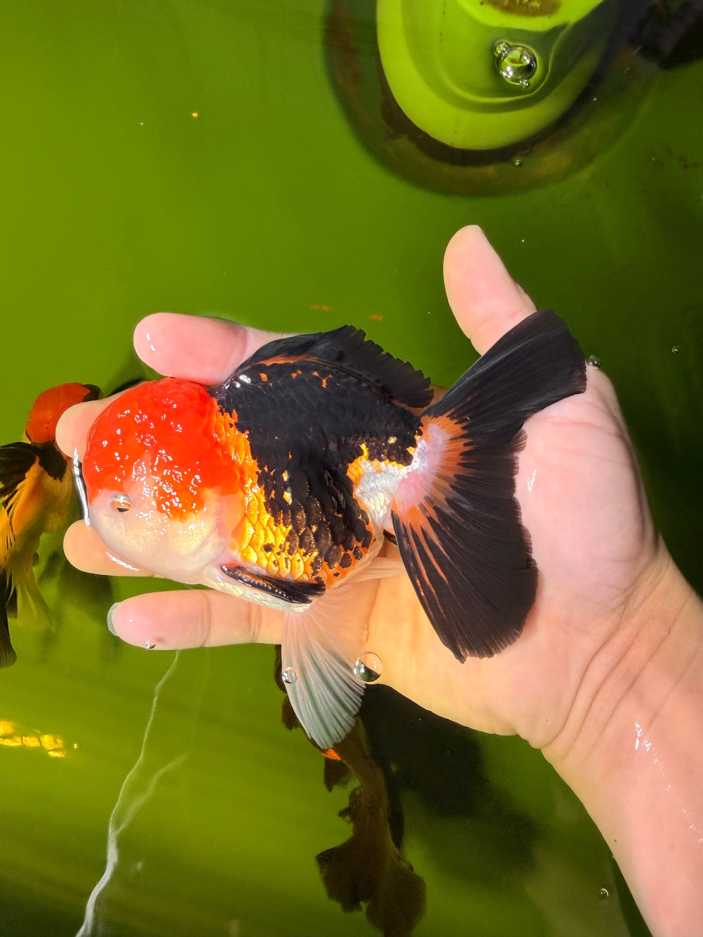 MARIO Tricolor Oranda Male 5-5.5 inches #041026OR_10