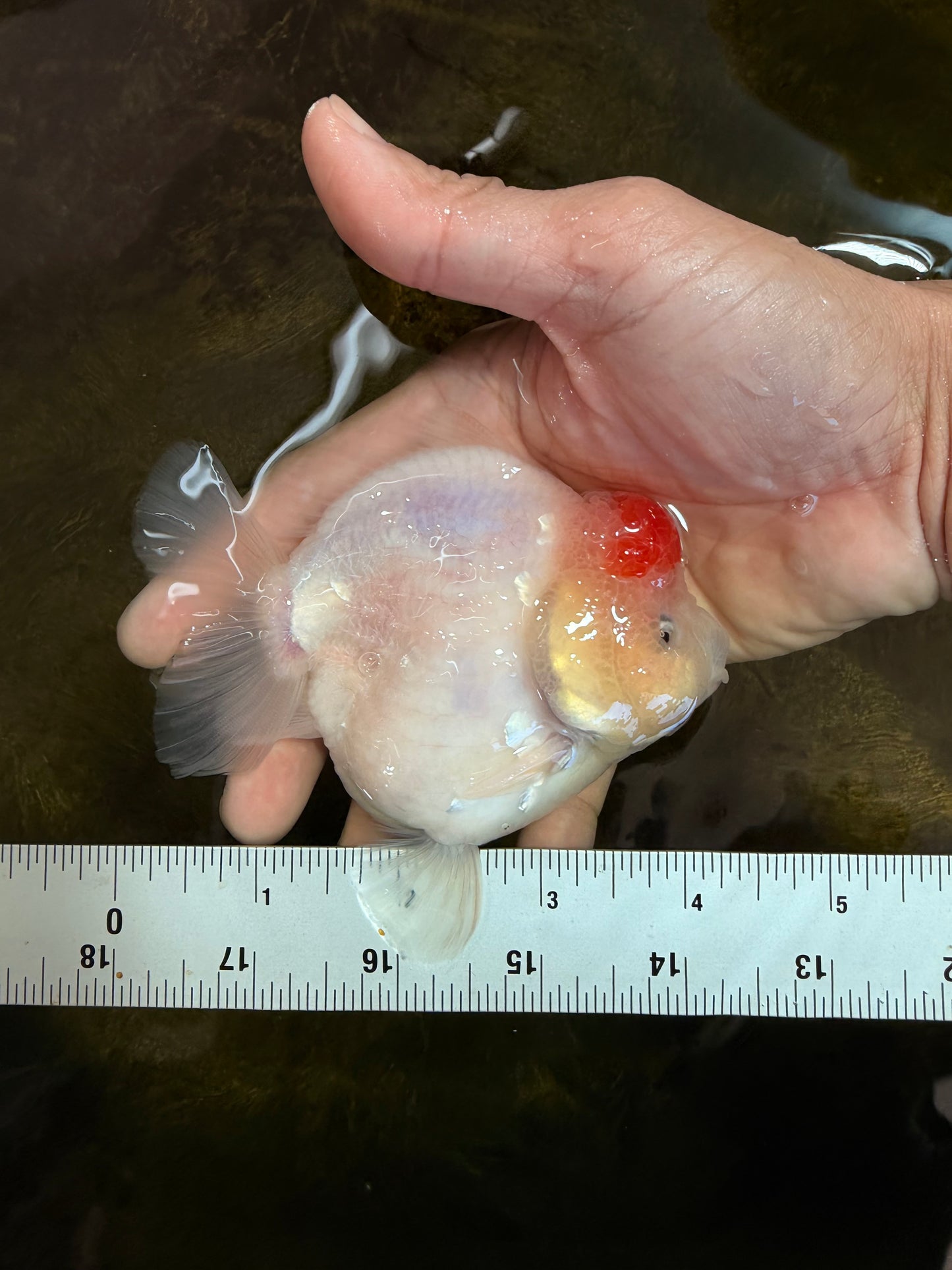 AAA Grade Tancho Sakura Yuanbao Male 4-4.5 inches #101025YB_31