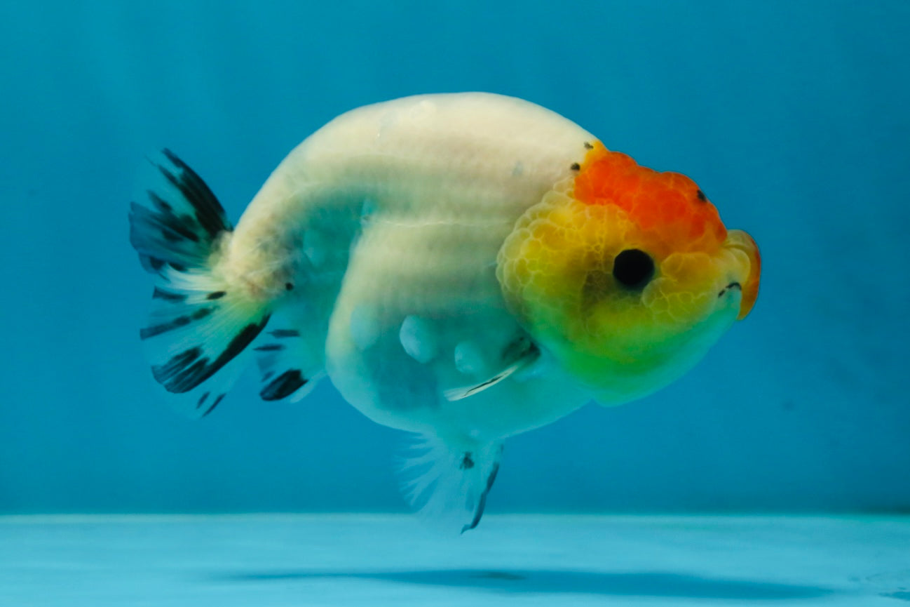 A Grade Sakura LionQueen 3.5-4 inches #051625LC_06