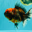 AAA Grade Calico Oranda Female 6.5-7 inches #100226OR_30