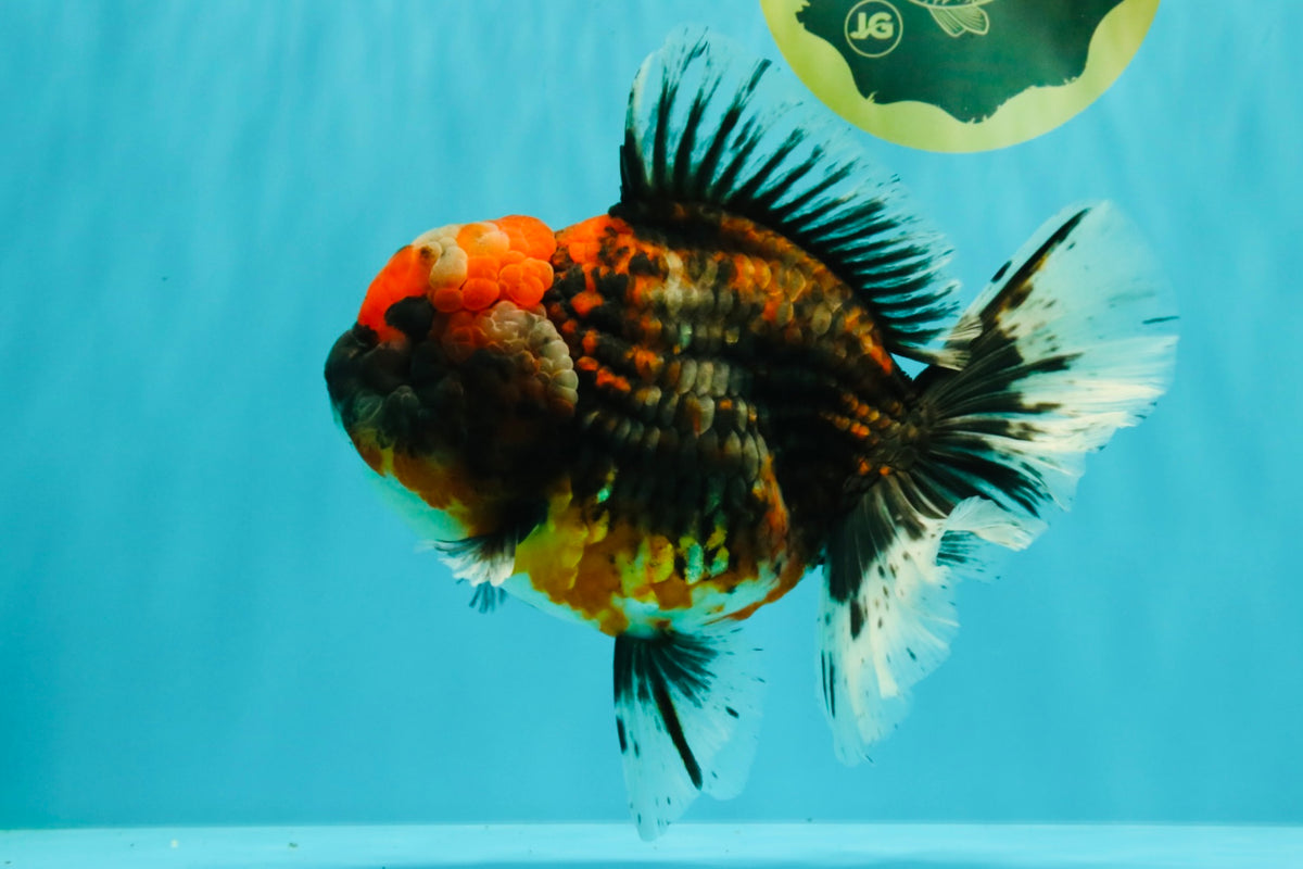 AAA Grade Calico Oranda Female 6.5-7 inches #100226OR_30