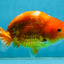 Sakura Chinese Ranchu Female 5 inches #120525RC_06