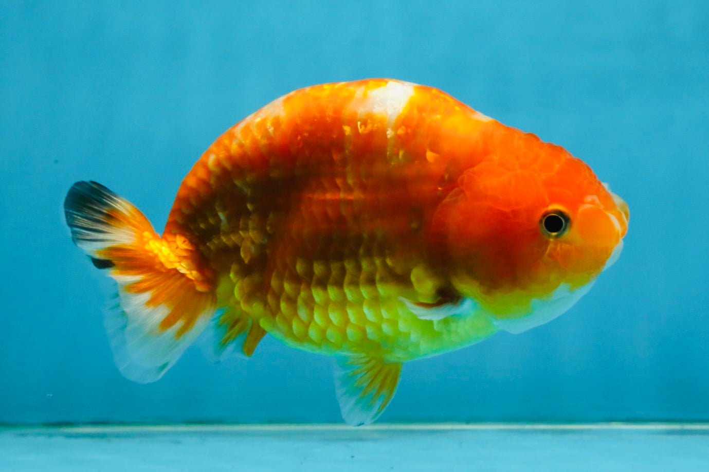 Sakura Chinese Ranchu Female 5 inches #120525RC_06