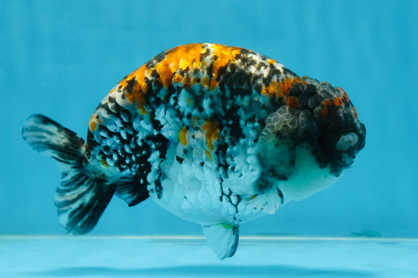 A Grade Tricolor Tiger LionKing Male 5.5 inches #102425LC_03