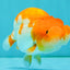 A Grade Red White LionKing 4.5 inches #081426LC_20