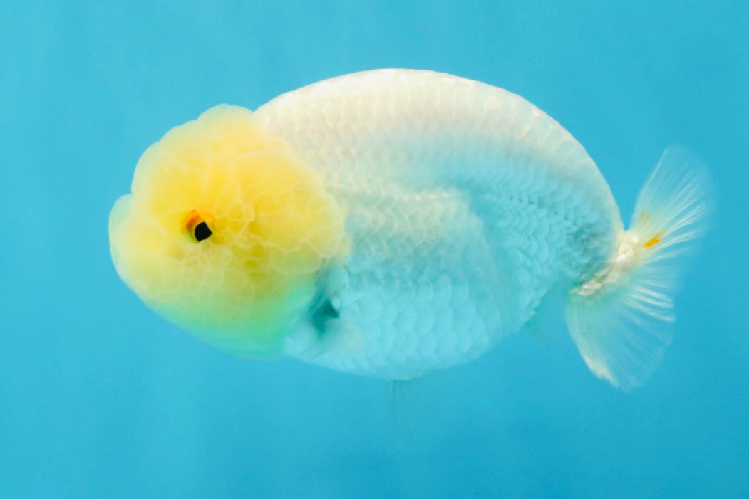 A Grade White LionQueen 4-4.5 inches #032726LC_20