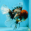 THICK BODY AAA Grade Calico Kirin Oranda Male 5.5 inches #102425OR_20